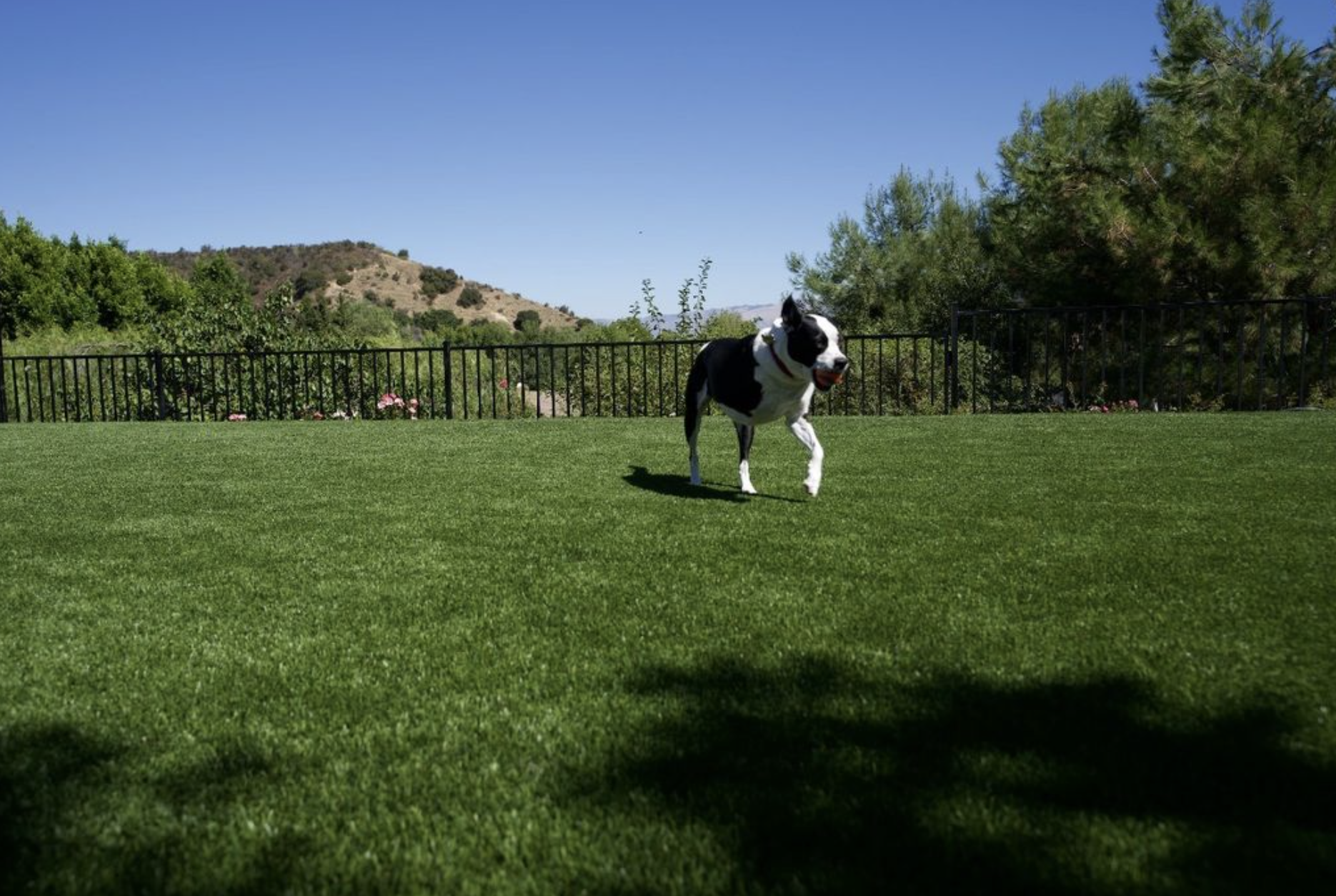 Dog walking on artificial grass.